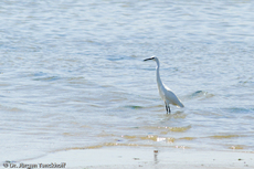 Silberreiher (2 von 3).jpg